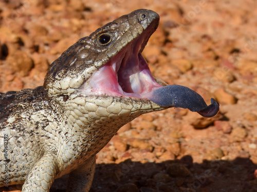 Shingleback lizard (Tiliqua rugosa) in Australia photo