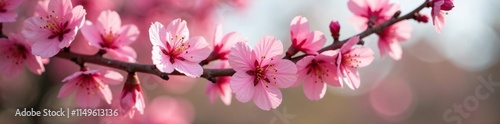 Delicate pink flowers blooming on Albizzia tree branches, pink, nature, tree