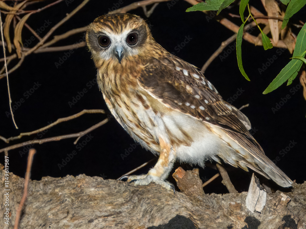 Australian Boobook (Ninox boobook) in Australia Australian Boobook (Ninox boobook) in Australia