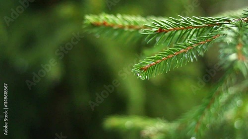 Captivating evergreen needles sparkle with delicate morning dew, showcasing nature's artistry. This tranquil moment invites viewers to appreciate the lush greenery around.