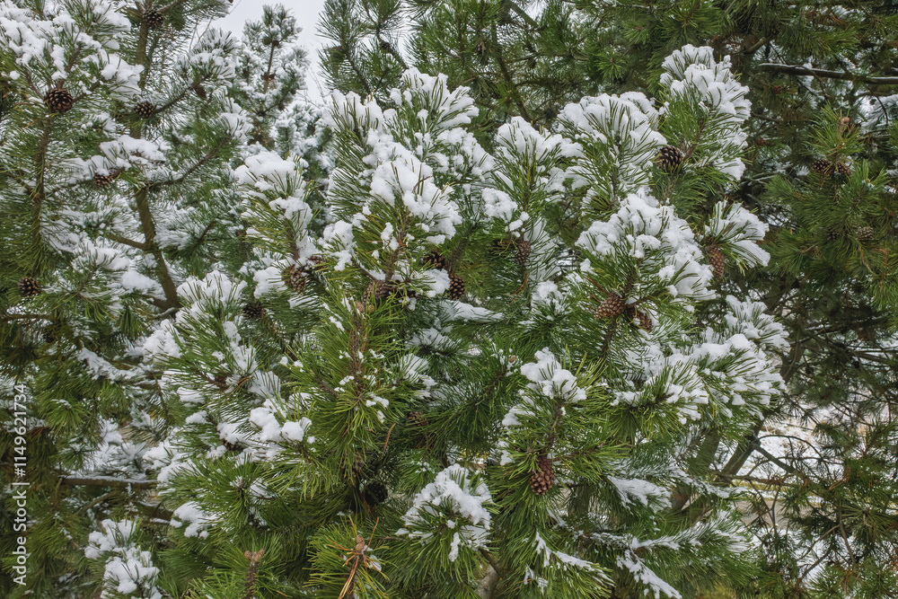 Snow covered pine branches in a winter landscape during a cloudy day Snow covered pine branches in a winter landscape during a cloudy day