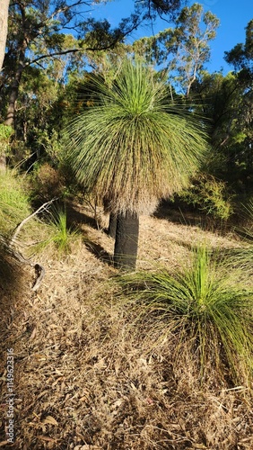 Yanchep National Park in Western Australia photo