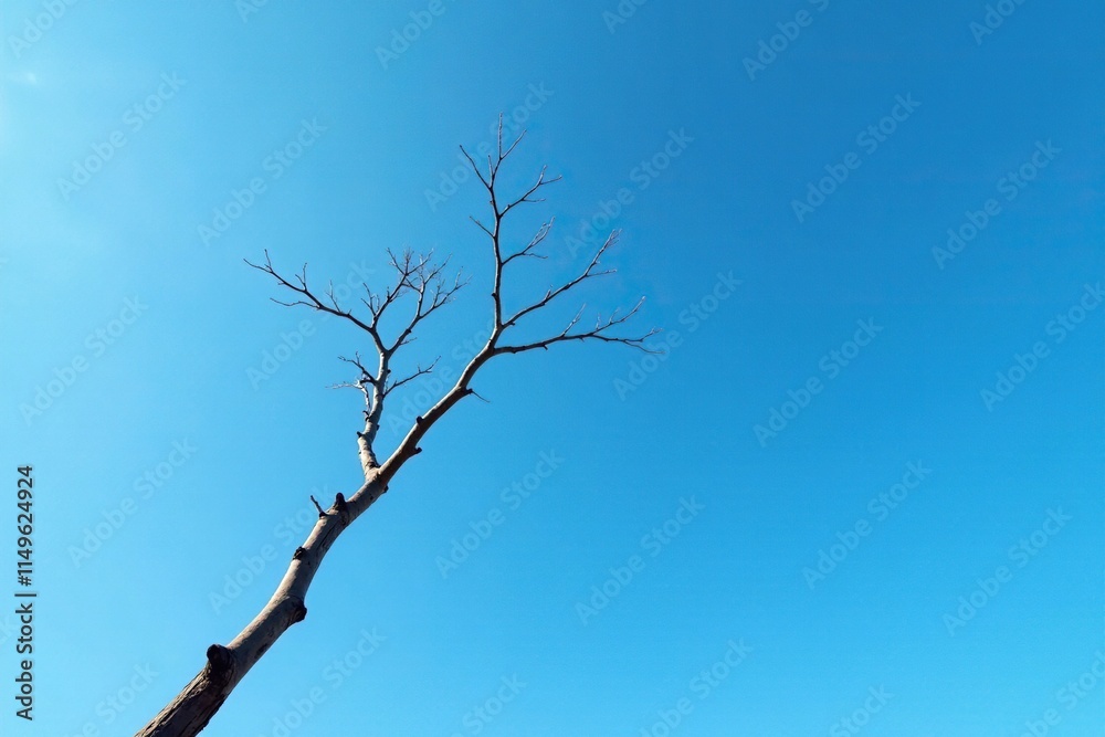 Blue sky with a bare branch stretched up high, simple, isolated, sky Blue sky with a bare branch stretched up high, simple, isolated, sky
