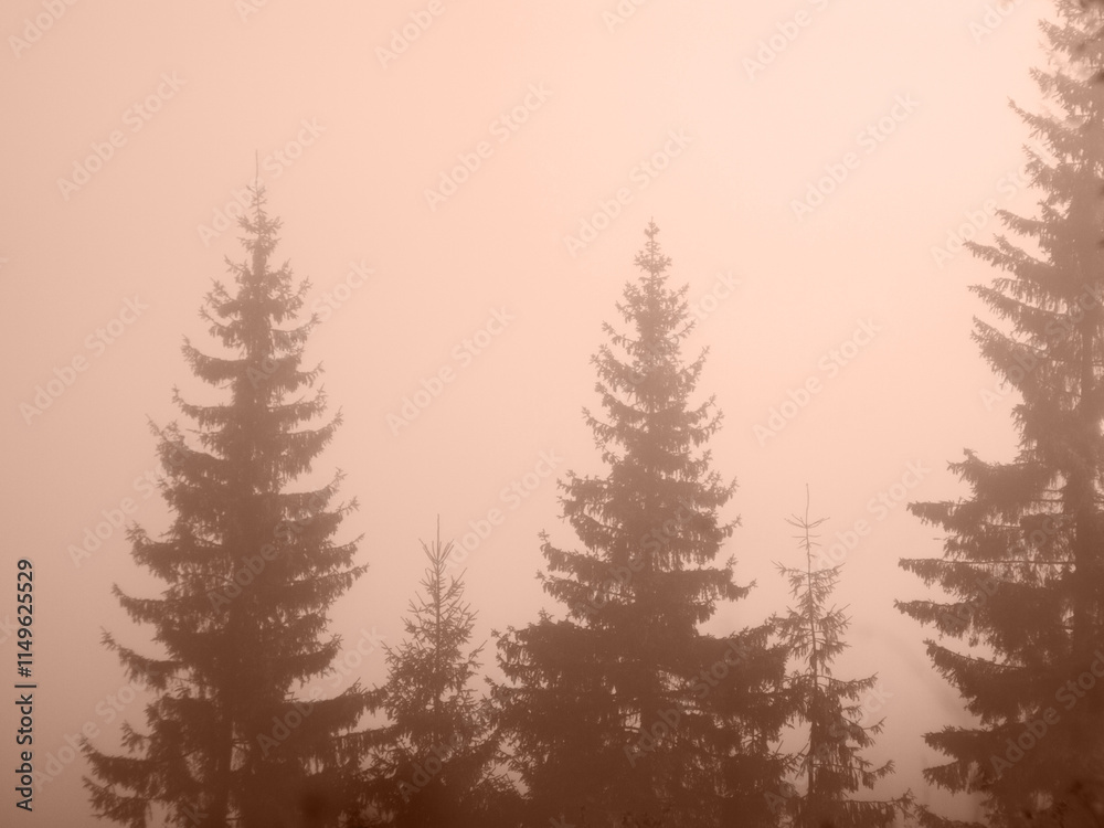 Fototapeta premium Christmas Tree Forest in Fog in Mountains in Color of Year 2025 Mocha Mousse. High quality photo