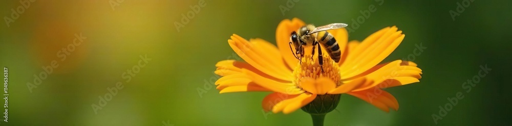 A solitary bee landing on a single vibrant orange flower with delicate petals, insects, flowers, orange blossoms A solitary bee landing on a single vibrant orange flower with delicate petals, insects, flowers, orange blossoms