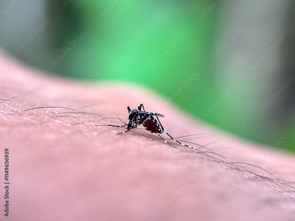 Close up of mosquitoes sucking blood in the human body, macro shot of Asian tiger mosquito (Aedes albopictus)