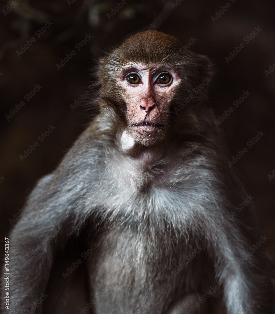Obraz premium A Yunnan, China macaque monkey stares intently, its fur a blend of grey and brown against a dark Dali background. Its expression is both curious and cautious.