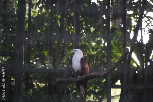 Haliastur indus, commonly known as the Grey-headed Fish Eagle, is a large species of fish-eating bird of prey found primarily in South and Southeast Asia. photo