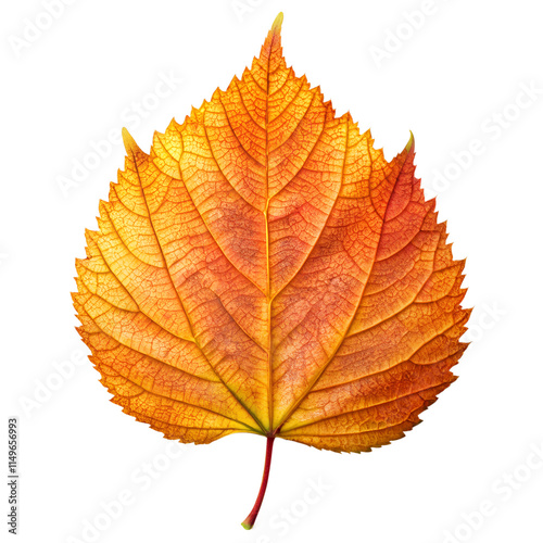 Autumn leaf isolated on transparent background