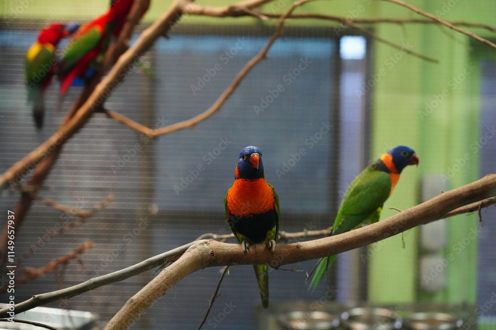 Obraz premium Red-collared lorikeet|Psittaciformes|Trichoglossus|Trichoglossus|紅領吸蜜鸚鵡| rubritorquis红领彩虹鹦鹉