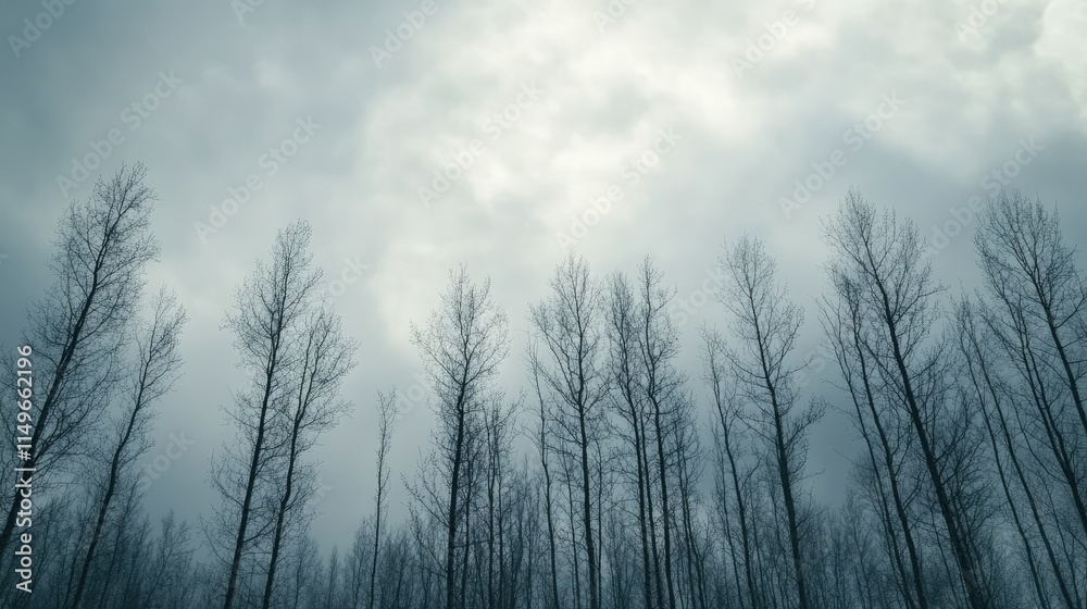 Gloomy Sky Above Bare Trees in Misty Forest Landscape Gloomy Sky Above Bare Trees in Misty Forest Landscape