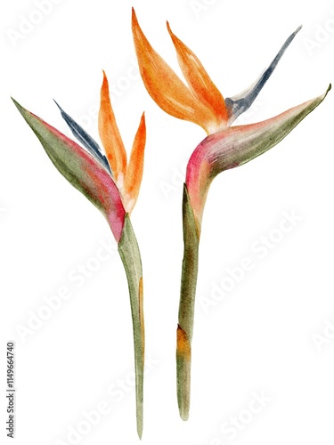 strelitzia botanical watercolor illustration isolated on white