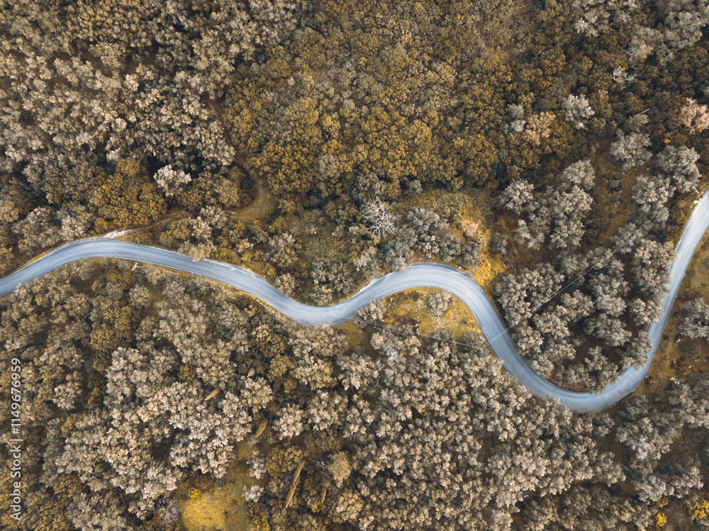 Winding road through autumnal forest. Aerial view showcasing a scenic route weaving through a dense woodland. Winding road through autumnal forest. Aerial view showcasing a scenic route weaving through a dense woodland.