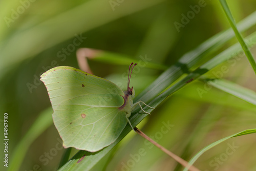 Citron papillon macro photo