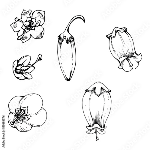 Heather blueberry white and line bell flower bud, hand drawn in ink vector, inflorescence wildflower botanical illustration. Isolated single element set. Scrapbooking, wedding, florist shop, decoupage