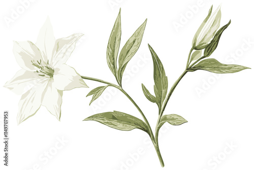 Antique botanical drawing of a delicate white starflower with vintage winter elegance, showcasing its intricate petals