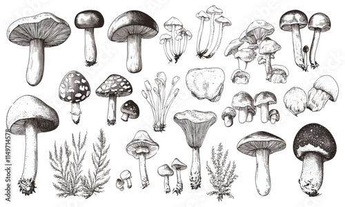 Hand-drawn food illustrations, edible mushrooms, forest plant sketches, perfect for creating recipe cards, menu designs, product labels, branding icons, packaging artwork, and decorative icons