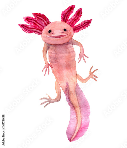 Watercolor hand drawn illustration of axolotl in pink color with tail. Pale Pink color swimming salamander. Exotic aquarium pet. Design for zoo goods, covers, backgrounds, decorations, tourist.