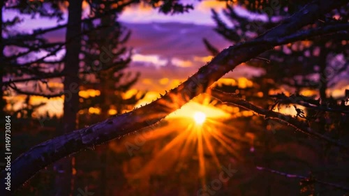 A vibrant sunset shining through trees, creating a serene atmosphere in nature.