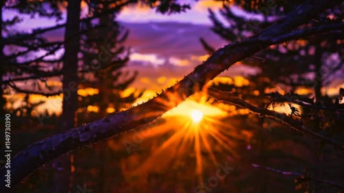 A vibrant sunset through trees, highlighting nature's beauty and tranquility.