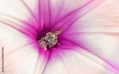 A bee is coming out of a rose flower. The bee has a flower nectar stuck between its legs. A beautiful flower and a bee. An example of flower reproduction and pollination. photo