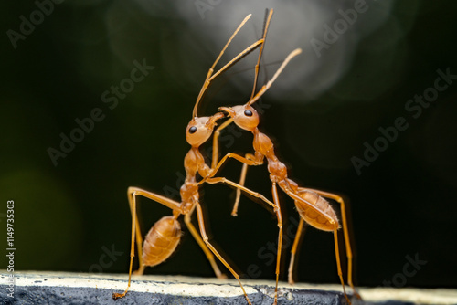 Close up of a weaver ant or croto ant, an ant with a Latin name (Oecophylla smaragdina), macro shot of a weaver ant walking on a tree branch