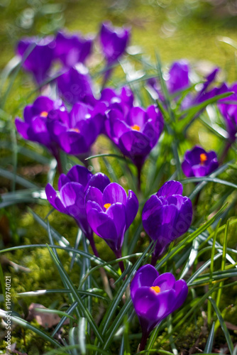 crocus flowers in the garden -  spring flowers