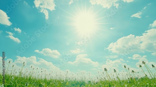 Sunny day, fluffy clouds over green field with dandelion seed heads.