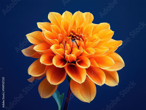 Vibrant orange dahlia flower against a dark blue backdrop.