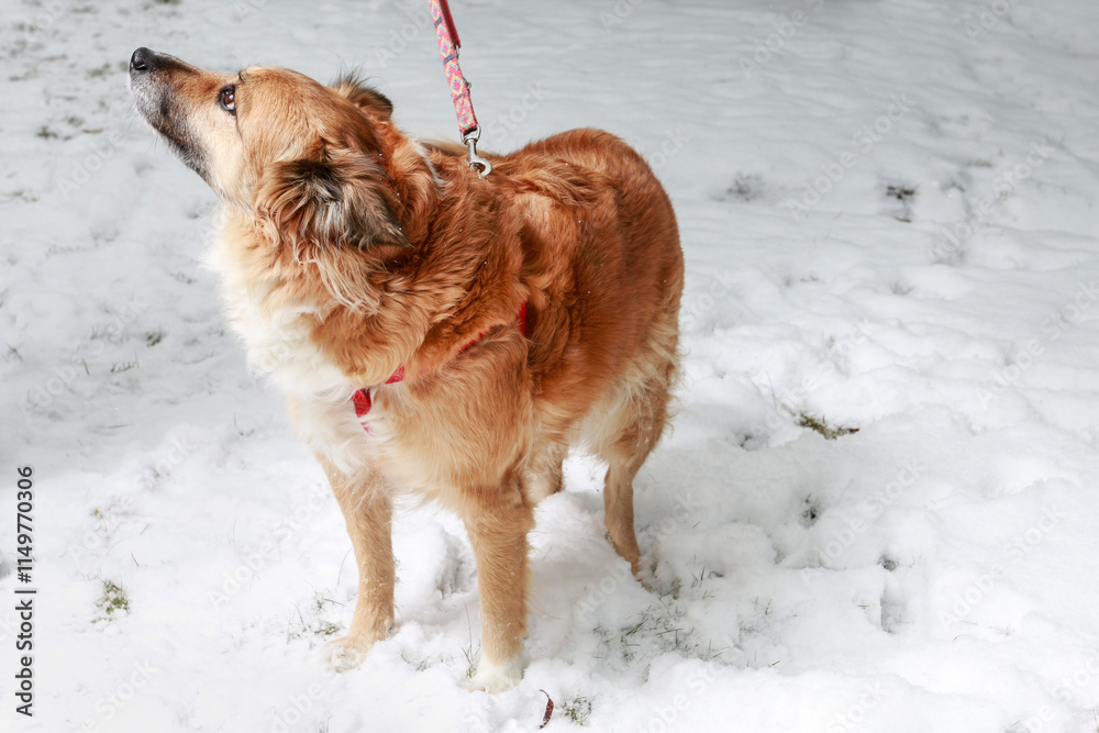 A cute dog playing in the snow.