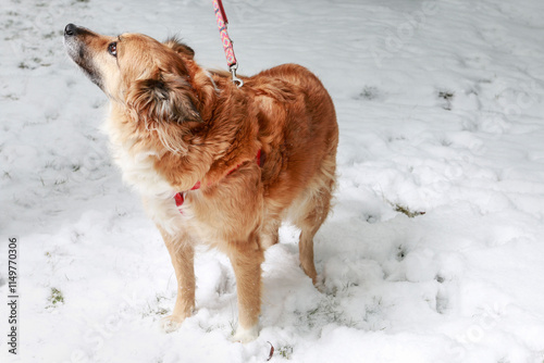 Obraz na płótnie A cute dog playing in the snow. w salonie