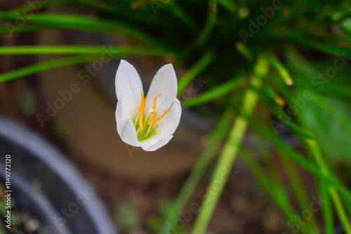 Zephyranthes Candida flower or White Rain Lily or chocolate flower is one type of medicinal plant photo