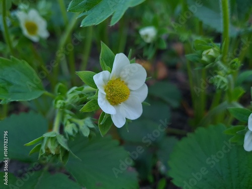 Strawberry Plant Blossoming in Spring
