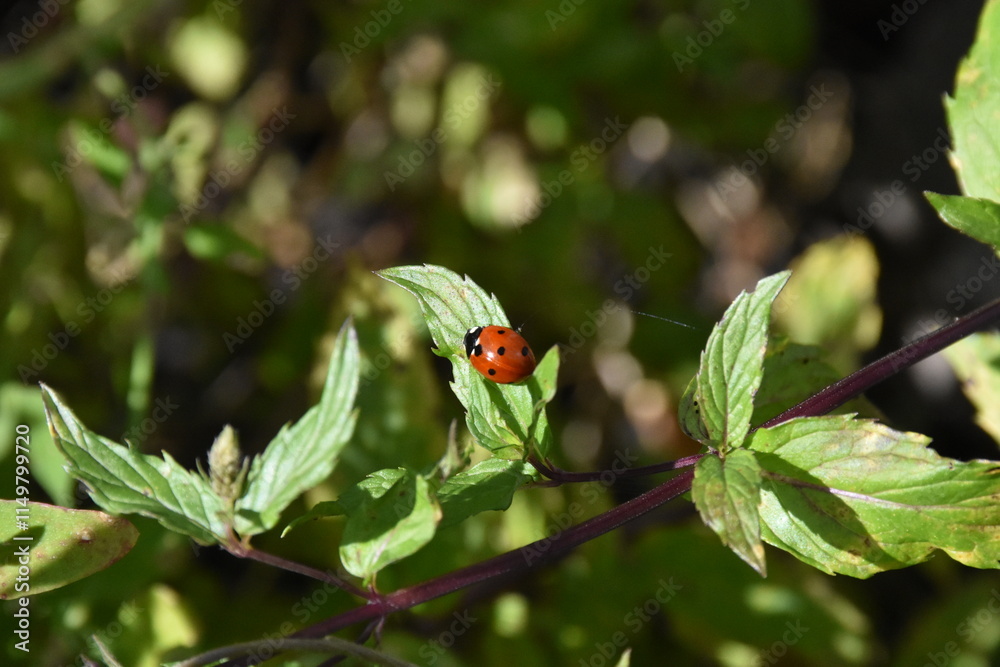Ladybug Resting on a Green Leaf Ladybug Resting on a Green Leaf
