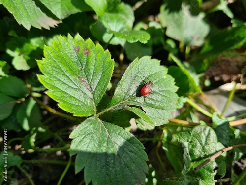 Closeup of Bug in Nature photo