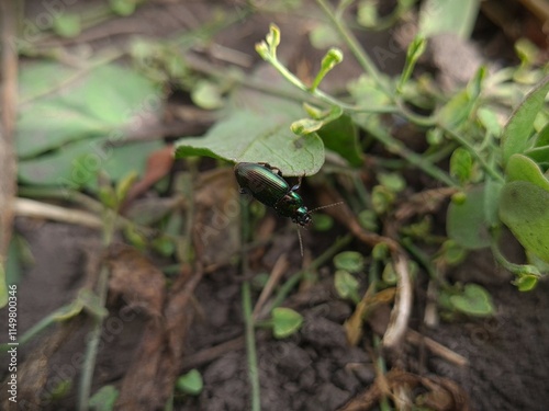 Closeup of Bug in Nature photo