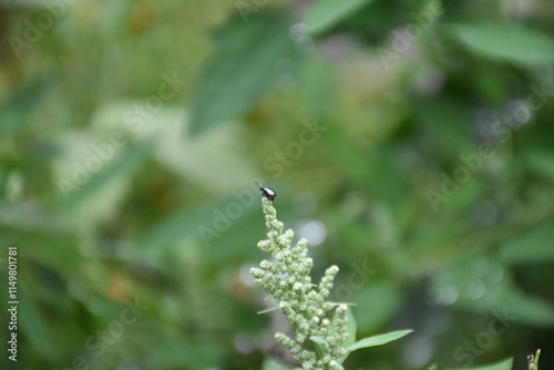 Closeup of Bug in Nature photo