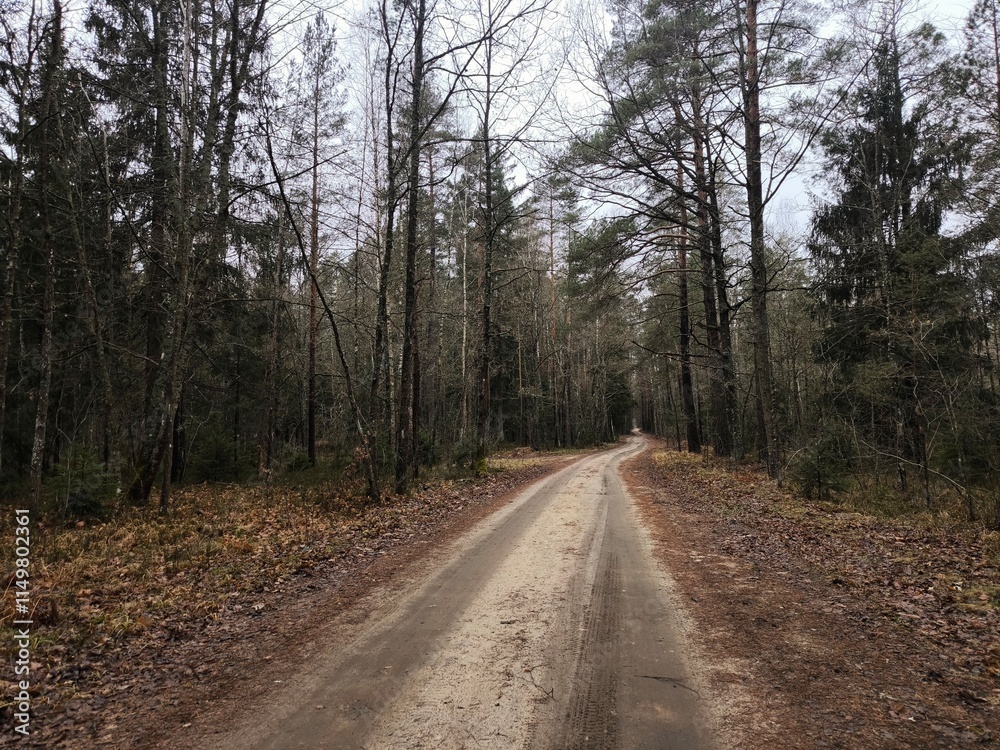 A cold autumn evening forest with a road in the middle. Peaceful rural landscape. Dramatic landscape road in the forest. A cold autumn evening forest with a road in the middle. Peaceful rural landscape. Dramatic landscape road in the forest.