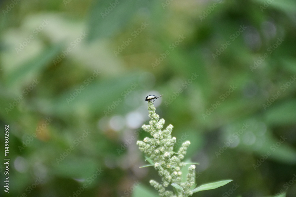 Obraz premium Closeup of Bug in Nature