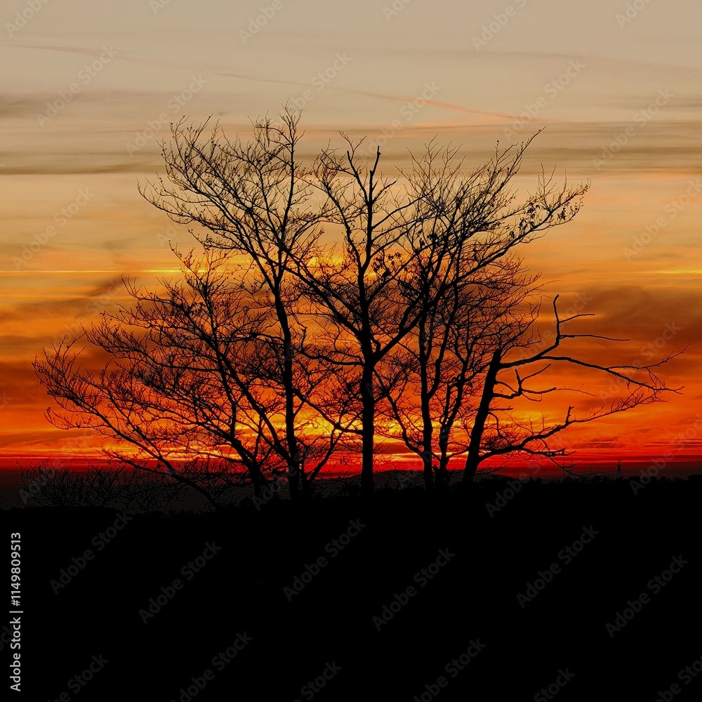 Naklejka premium tree in the sunset