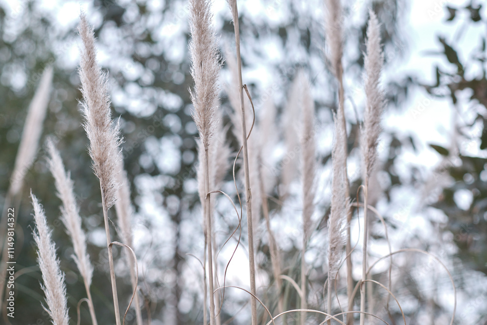 Pampas grass swaying gently in cantabria, spain, creating a serene ambiance Pampas grass swaying gently in cantabria, spain, creating a serene ambiance