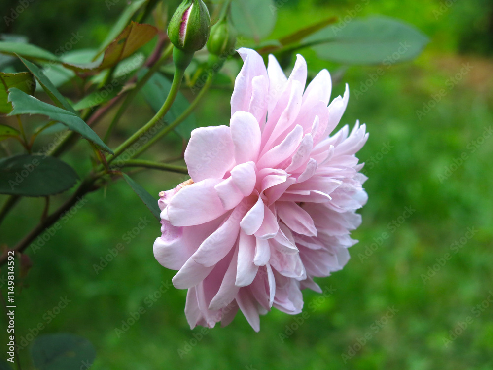 pink dahlia blooms alone in the garden