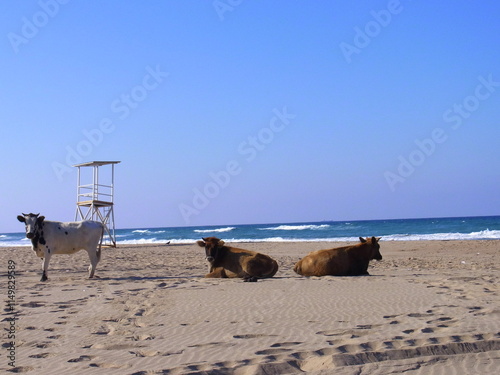 Les vaches en vacances