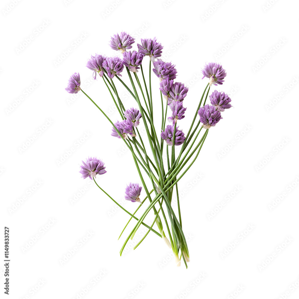 Naklejka premium Chive blossoms as a garnish or mixed into butter isolated on transparent background