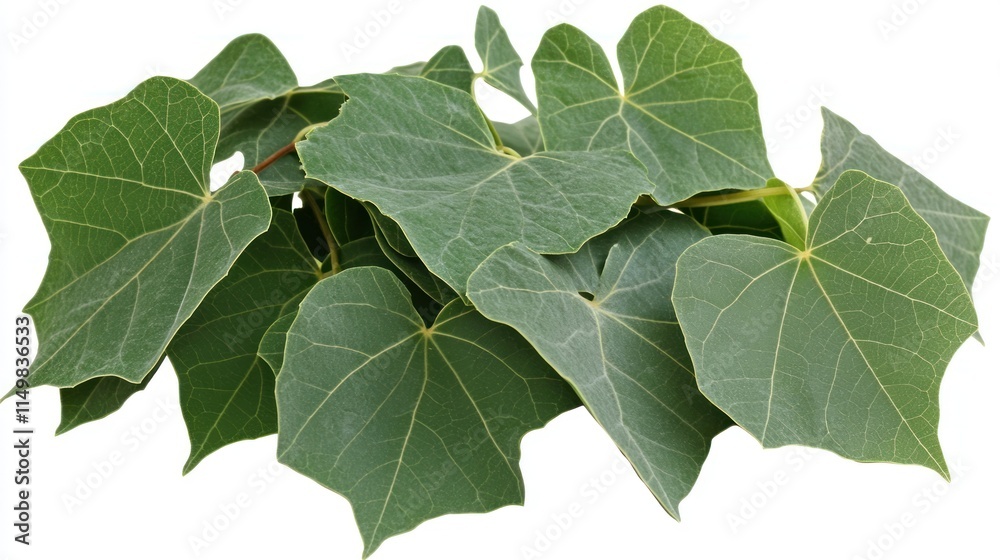 Lush green leaves pile isolated on white background. Lush green leaves pile isolated on white background.