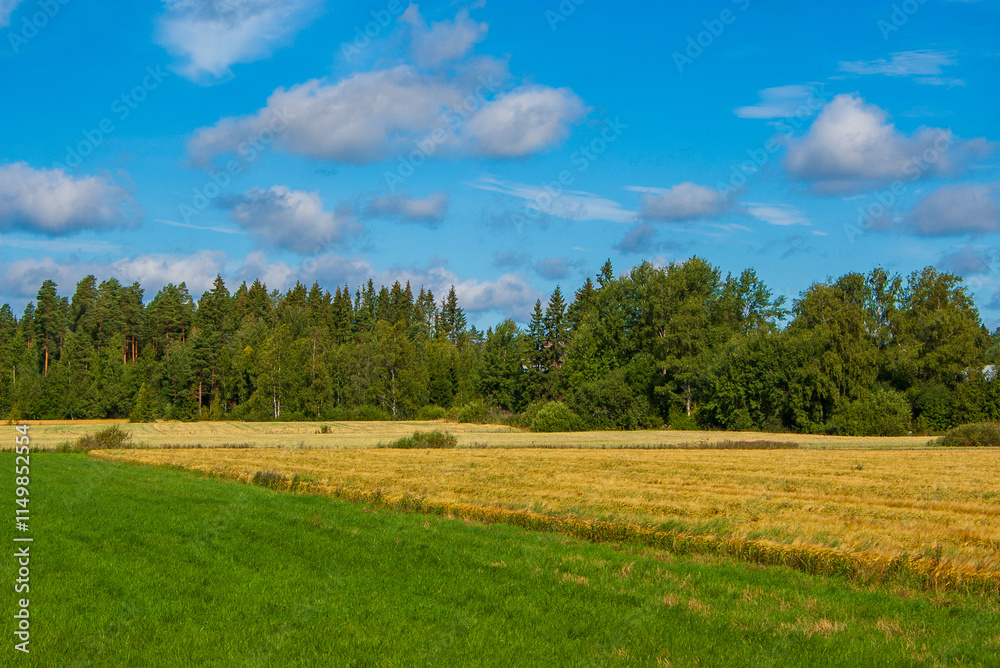 Obraz premium Agricultural fields meet boreal forest in the picturesque Finnish countryside. Summer landscape showcases vibrant contrast between green pasture, golden grain, and evergreen woodland