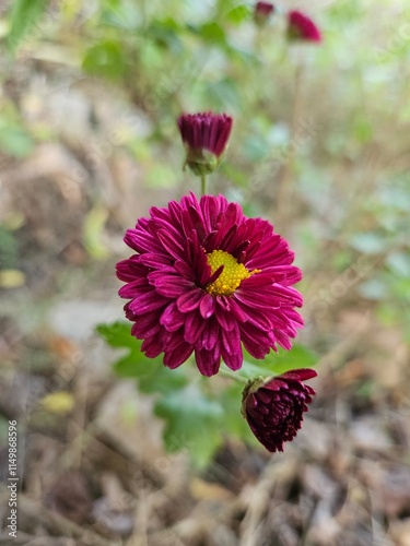 red dahlia flower,	
pink flowers in the garden,Chrysanthemum, Mum, Florists' Chrysanthemum, Dendranthema X grandiflorum, Guldaudi, godawari phool, beautiful flower .	
 photo