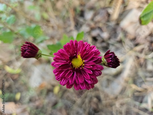 red flower,	
pink flowers in the garden,Chrysanthemum, Mum, Florists' Chrysanthemum, Dendranthema X grandiflorum, Guldaudi, godawari phool, beautiful flower .	
 photo