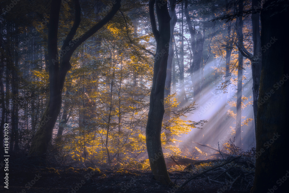 Fototapeta premium Sunlight Filtering Through Trees in a Forest