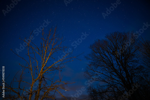 Starry and blue sky and trees.